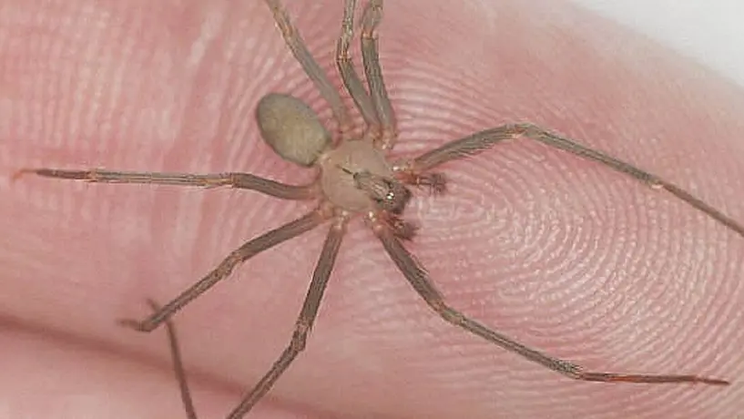 ¡Atención! La temporada de la araña violinista está por comenzar en México. ¡Mantente alerta!