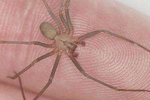 ¡Atención! La temporada de la araña violinista está por comenzar en México. ¡Mantente alerta!