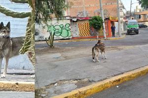 Lobo se escapa del Zoológico de San Juan de Aragón y niño de 12 años ayuda a capturarlo