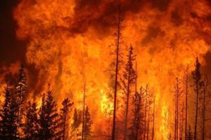 Incendios en Chile dejan hasta el momento, 64 muertos