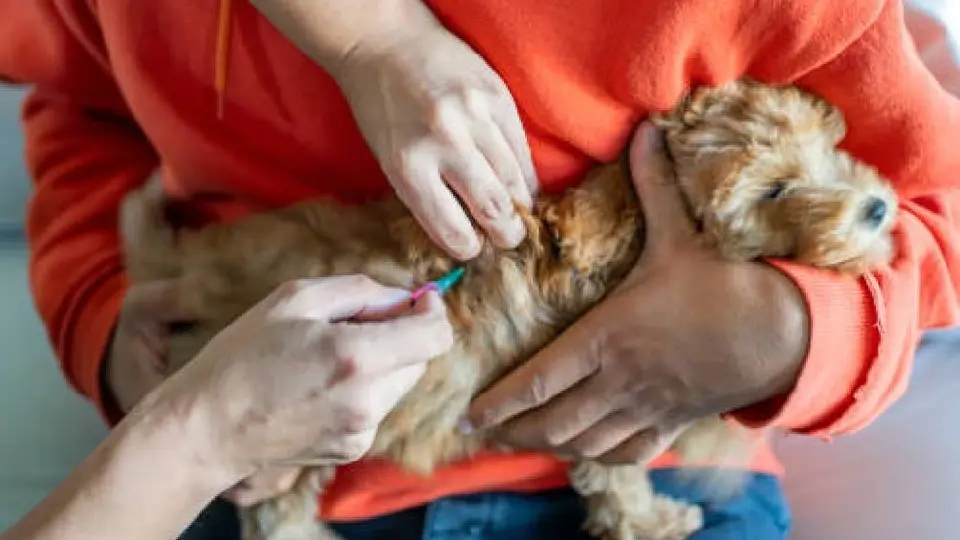 Arranca campaña de vacunación antirrábica en CDMX para perros y gatos
