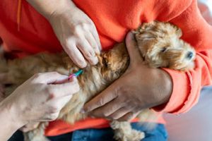 Arranca campaña de vacunación antirrábica en CDMX para perros y gatos