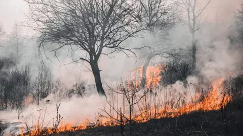 Nuevo León en riesgo de incendios forestales por fuertes ráfagas de viento