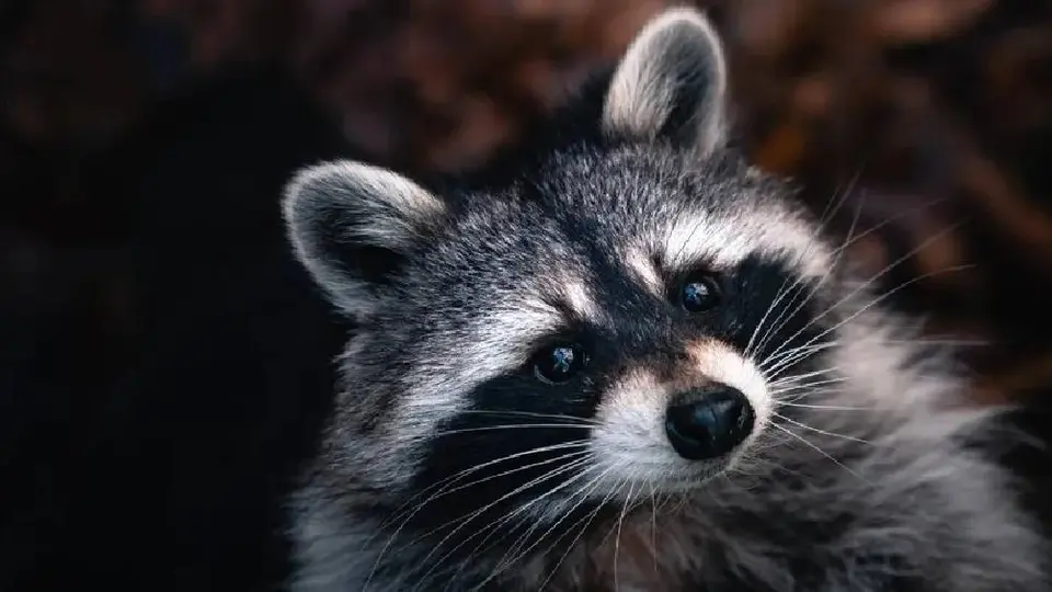 En Toronto un Mapache provoca un apagón por más de 3 horas