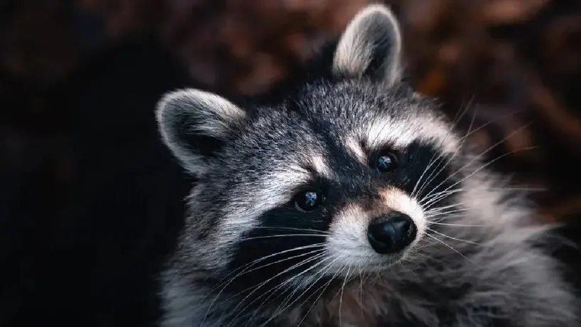 En Toronto un Mapache provoca un apagón por más de 3 horas