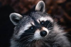 En Toronto un Mapache provoca un apagón por más de 3 horas