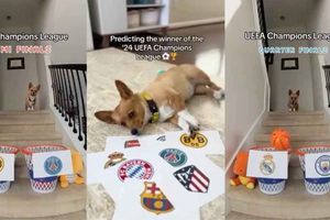 Al estilo del Pulpo Paul, perrito predice al campeón de la Champions League
