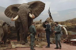 Un cazador turco fue arrestado por tener en su posesión 400 animales disecados