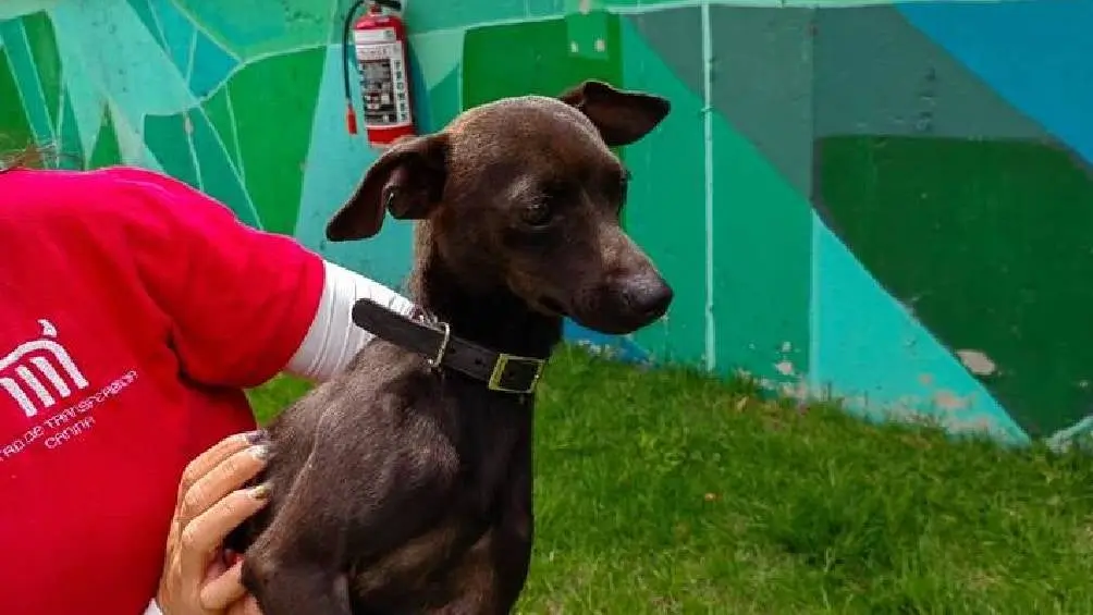 En el CTC del Metro se esteriliza, desparasita y baña a los perros encontrados en las 12 líneas del Metro, quienes están listos para ser adoptados. / Metro CDMX
