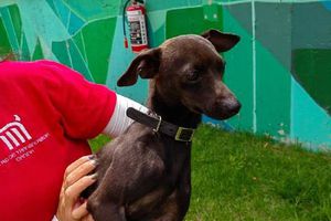 ¡Increíble! En el CTC del Metro se han esterilizado medio millón de perritos