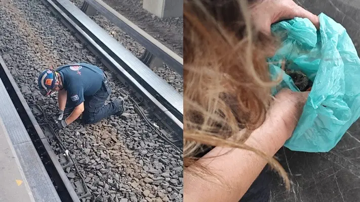 VIDEO: Rescatan en el Metro a pajarito para que no fuera arrollado
