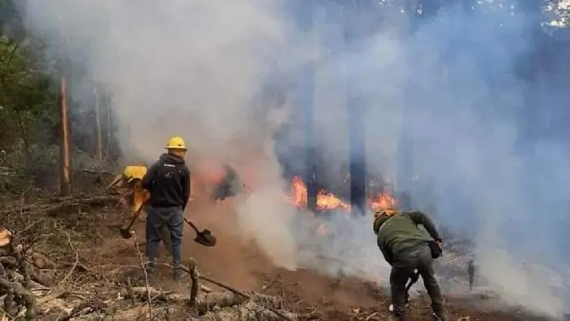 Proponen hasta 25 años de cárcel a quien provoque incendios en bosques o selvas