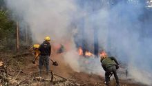 Proponen hasta 25 años de cárcel a quien provoque incendios en bosques o selvas