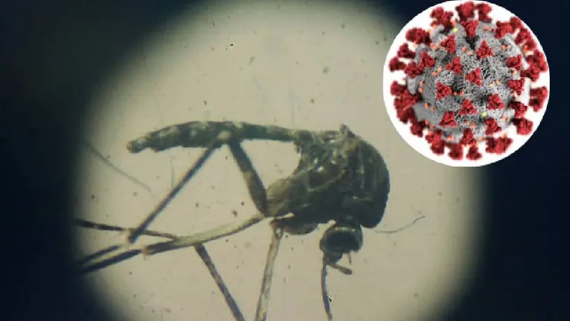 COVID o dengue: aquí te decimos cómo diferenciar los síntomas
