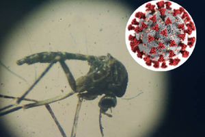 COVID o dengue: aquí te decimos cómo diferenciar los síntomas