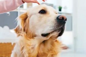 'Golda', la perrita que ayuda a que los niños declaren en contra de sus agresores