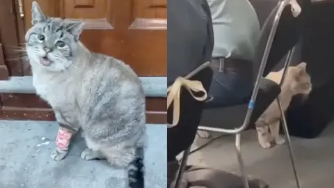 Fallece ‘Zeus’, el gatito que vivía en Palacio Nacional y que iba a las ‘Mañaneras’