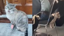 Fallece ‘Zeus’, el gatito que vivía en Palacio Nacional y que iba a las ‘Mañaneras’