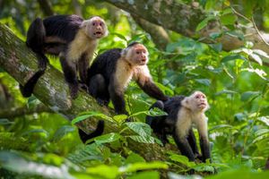 Primer caso del virus B en humano registrado en Hong Kong tras ataque de mono