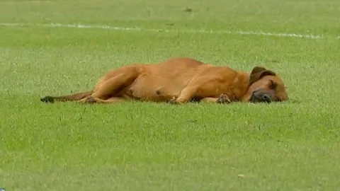 Perrito se queda dormido en el campo y atrasa un juego en Paraguay; se hace viral en redes sociales