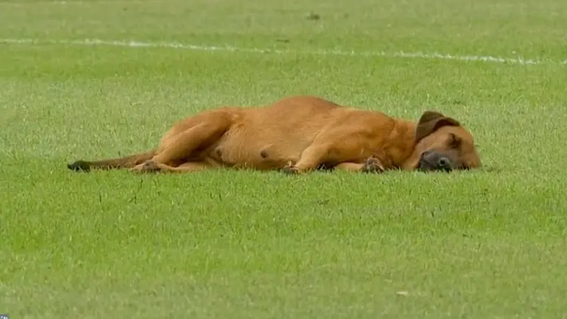 Perrito se queda dormido en el campo y atrasa un juego en Paraguay; se hace viral en redes sociales