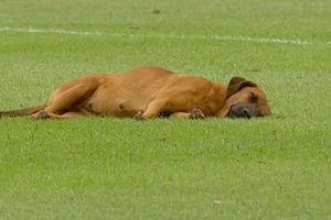 Perrito se queda dormido en el campo y atrasa un juego en Paraguay; se hace viral en redes sociales