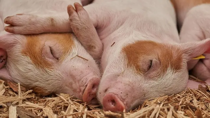 Cerdos modificados genéticamente para transplantes humanos