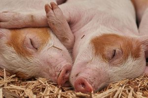 Cerdos modificados genéticamente para transplantes humanos