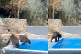 ¡Qué oso! En Nuevo León una familia muy particular disfrutó de la alberca de una casa que no era suya