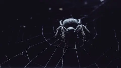 Muere bebé de 2 años por picadura de araña