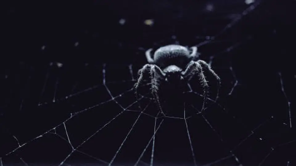 Muere bebé de 2 años por picadura de araña