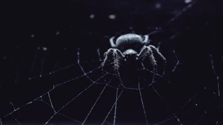Muere bebé de 2 años por picadura de araña