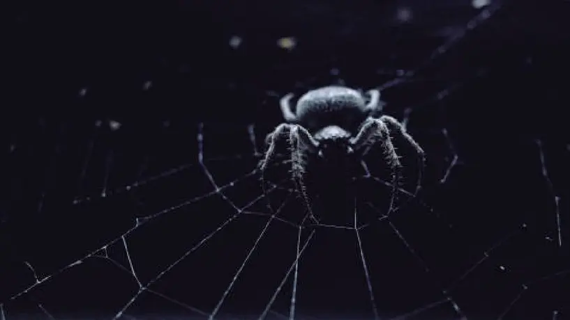 Muere bebé de 2 años por picadura de araña
