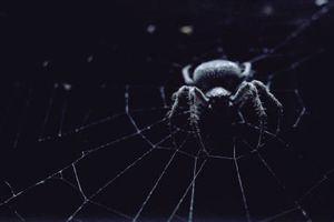 Muere bebé de 2 años por picadura de araña