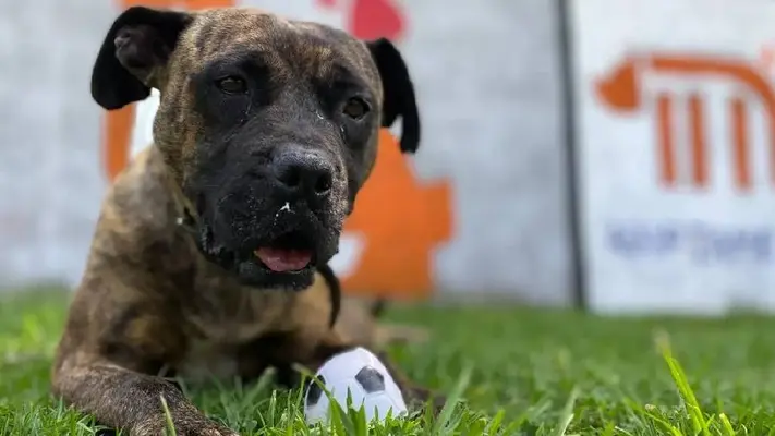 Metro CDMX busca hogar para perros rescatados de las vías: así puedes adoptarlos