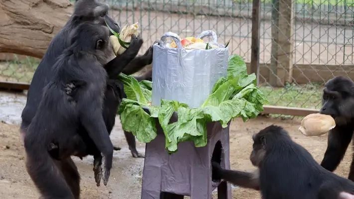 ¡Lo más 'monito' que verás hoy! Primates disfrutan tamaliza en el Día de la Candelaria