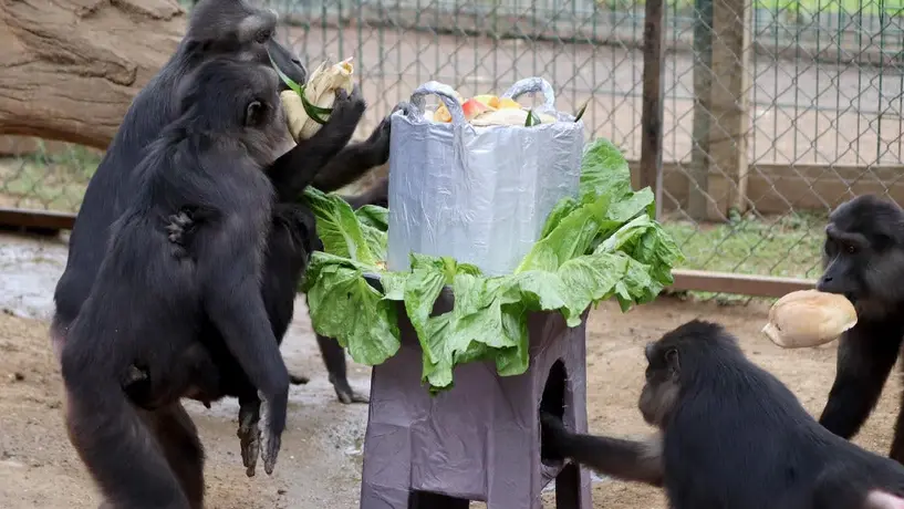 ¡Lo más 'monito' que verás hoy! Primates disfrutan tamaliza en el Día de la Candelaria