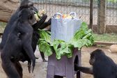 ¡Lo más 'monito' que verás hoy! Primates disfrutan tamaliza en el Día de la Candelaria