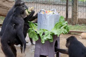 ¡Lo más 'monito' que verás hoy! Primates disfrutan tamaliza en el Día de la Candelaria