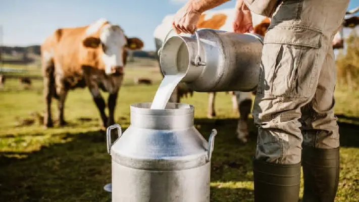 EU detecta varios casos de gripe aviar en vacas lecheras