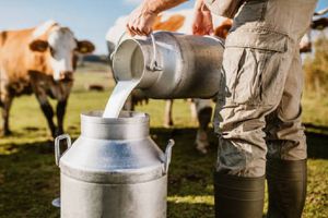 EU detecta varios casos de gripe aviar en vacas lecheras