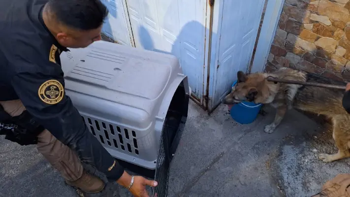 Lobo que se escapó no era del Zoológico de Aragón, afirma la Sedema