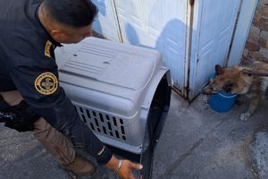 Lobo que se escapó no era del Zoológico de Aragón, afirma la Sedema