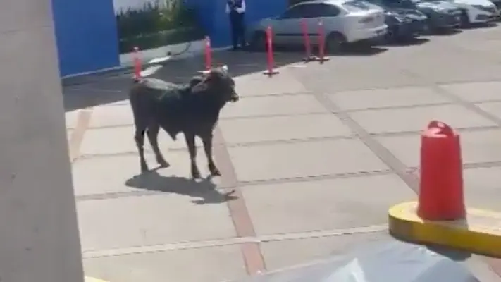 Toro aparece en una universidad al sur de la CDMX ¡Checa las imágenes!