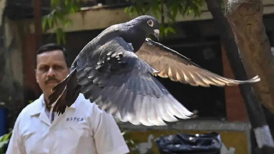 ¡Increíble! La paloma acusada de espionaje, finalmente ha sido liberada en India