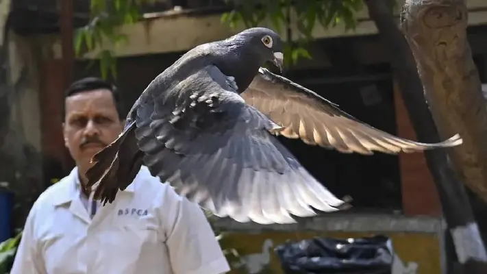 ¡Increíble! La paloma acusada de espionaje, finalmente ha sido liberada en India