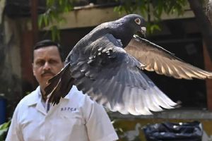 ¡Increíble! La paloma acusada de espionaje, finalmente ha sido liberada en India