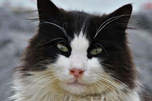 ¡Se busca tóxico! En Japón no encuentran a un gato que cayó en un líquido cancerígeno