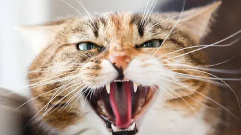Hombre murió por rabia tras mordida de gato en Cancún