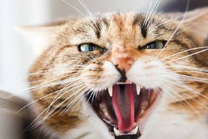 Hombre murió por rabia tras mordida de gato en Cancún